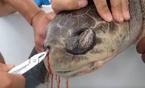 El plástico está matando a especies marinas