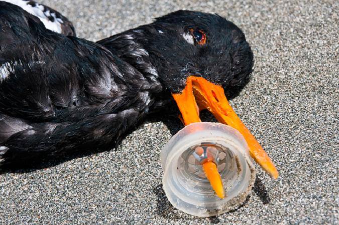 El plástico está matando también a nuestras aves.